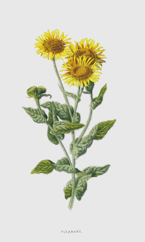 Fleabane (chromolitho) autorstwa Frederick Edward Hulme