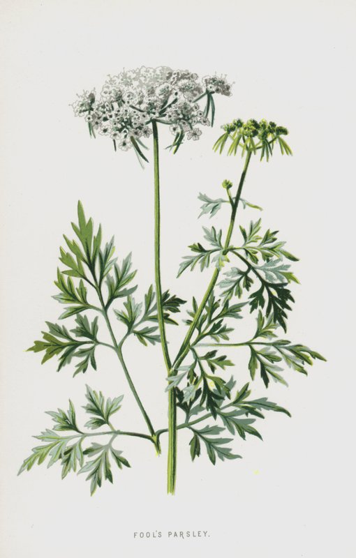 Pietruszka głupia (chromolitho) autorstwa Frederick Edward Hulme