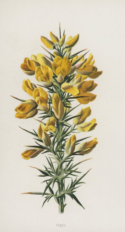 Furze (chromolit) autorstwa Frederick Edward Hulme