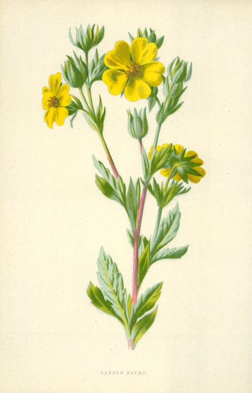 Авенсполи цэцэрлэг autorstwa Frederick Edward Hulme