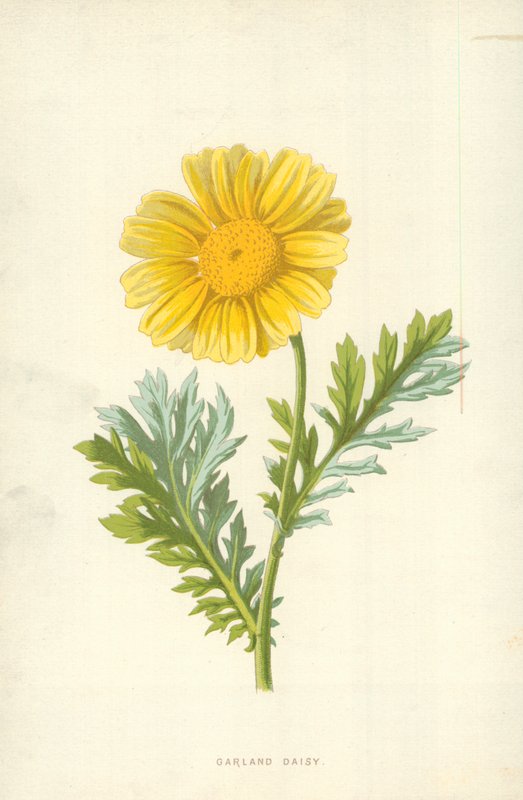 Girlanda Daisy autorstwa Frederick Edward Hulme