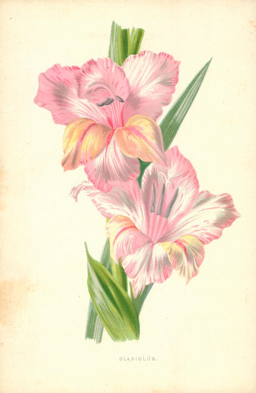 Mieczyk autorstwa Frederick Edward Hulme
