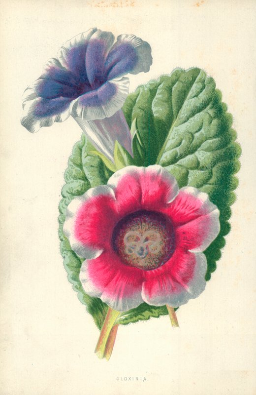 Gloxinia autorstwa Frederick Edward Hulme