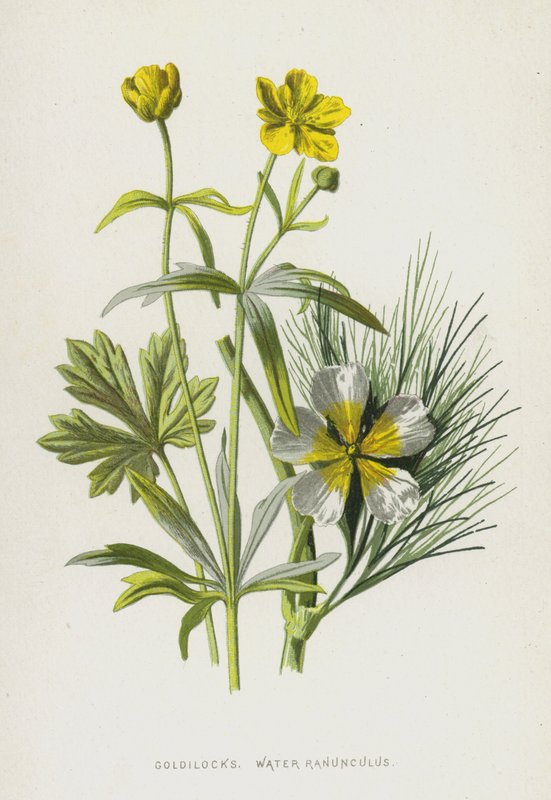 Złotowłosa, Jaskier Wodny (chromolitho) autorstwa Frederick Edward Hulme