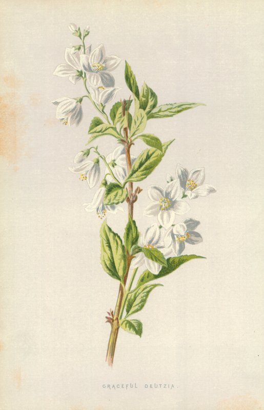 Pełen wdzięku Deutzia autorstwa Frederick Edward Hulme