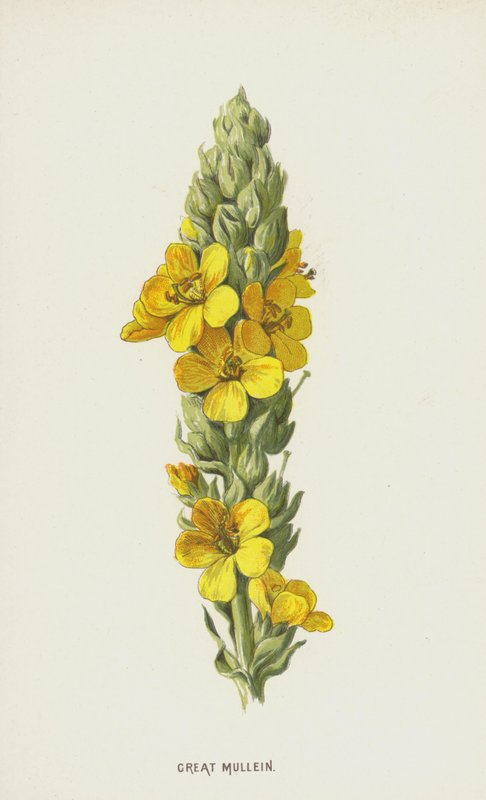 Dziewanna wielka (chromolitho) autorstwa Frederick Edward Hulme