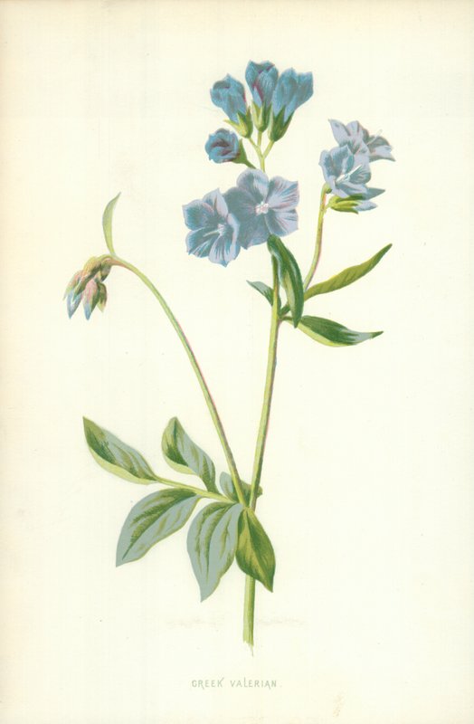 Walerian grecki autorstwa Frederick Edward Hulme