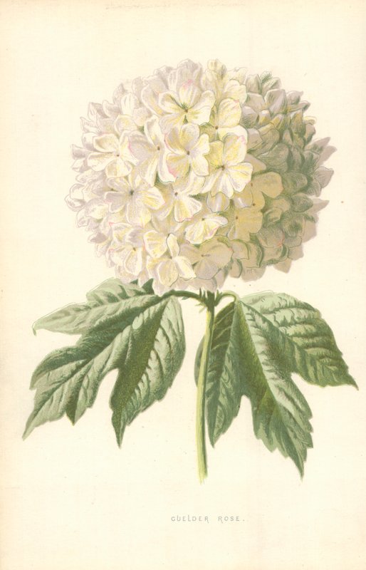 Gulder Róża autorstwa Frederick Edward Hulme
