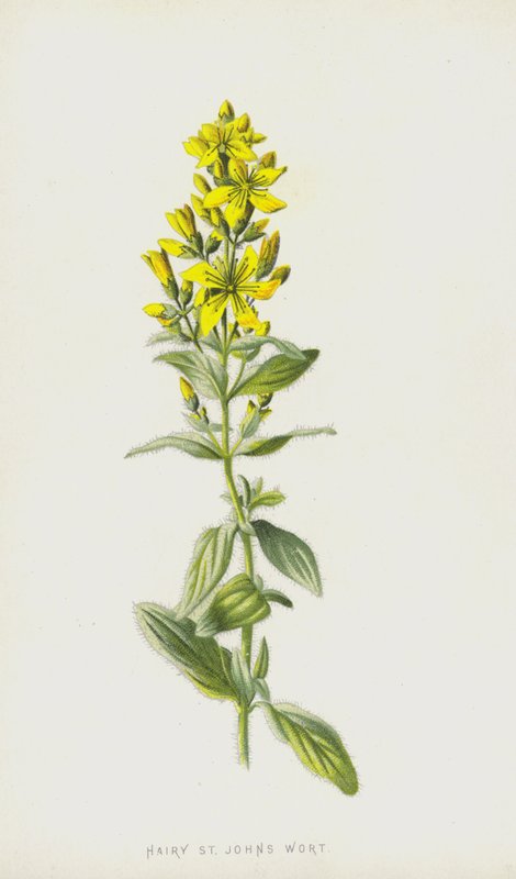 Owłosiona dziurawiec zwyczajny (chromolitho) autorstwa Frederick Edward Hulme