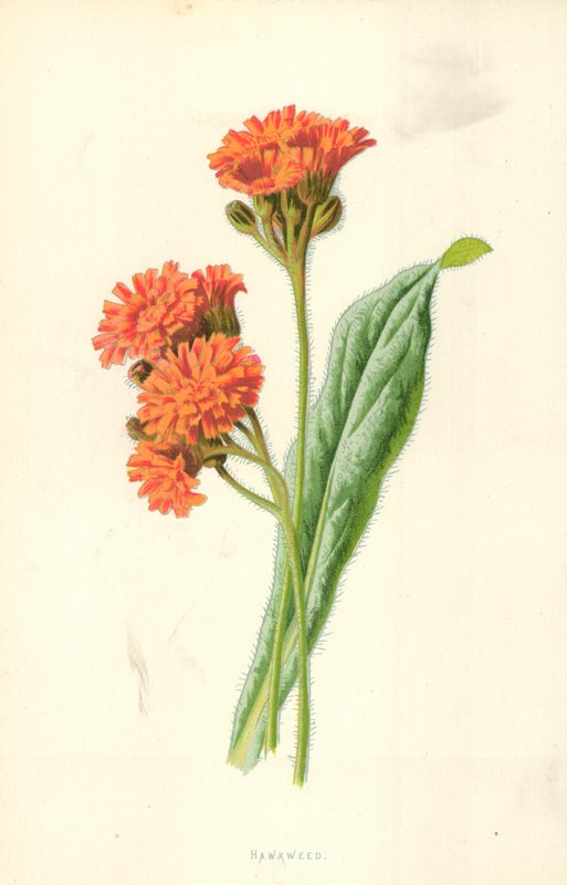 Jastrzębiowiec autorstwa Frederick Edward Hulme