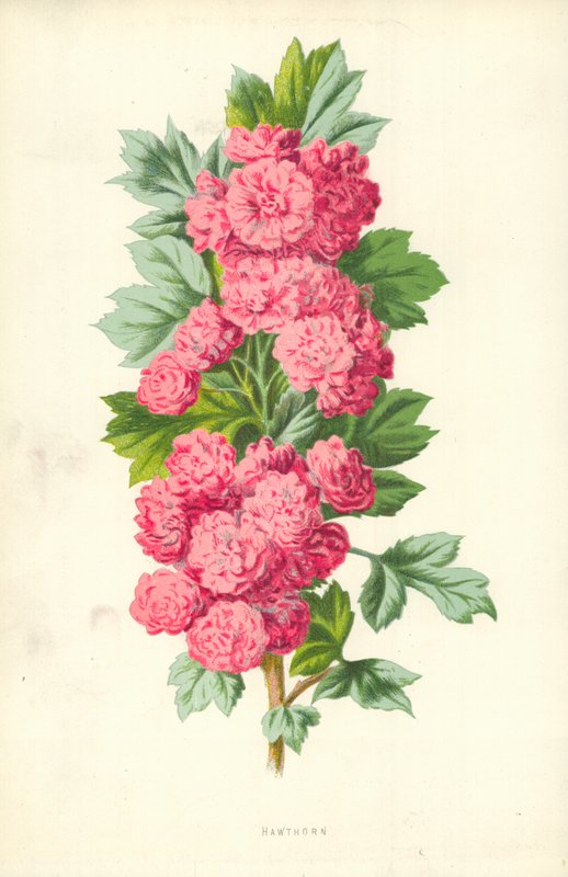 Głóg autorstwa Frederick Edward Hulme