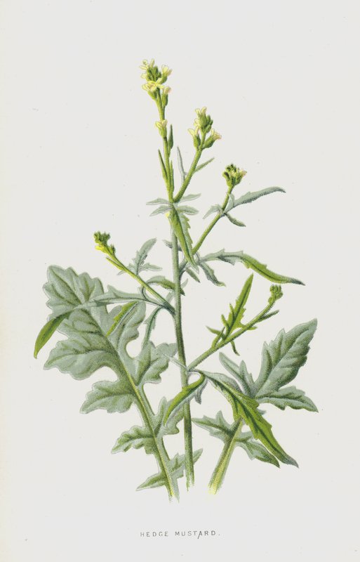 Musztarda żywopłotowa (chromolitho) autorstwa Frederick Edward Hulme