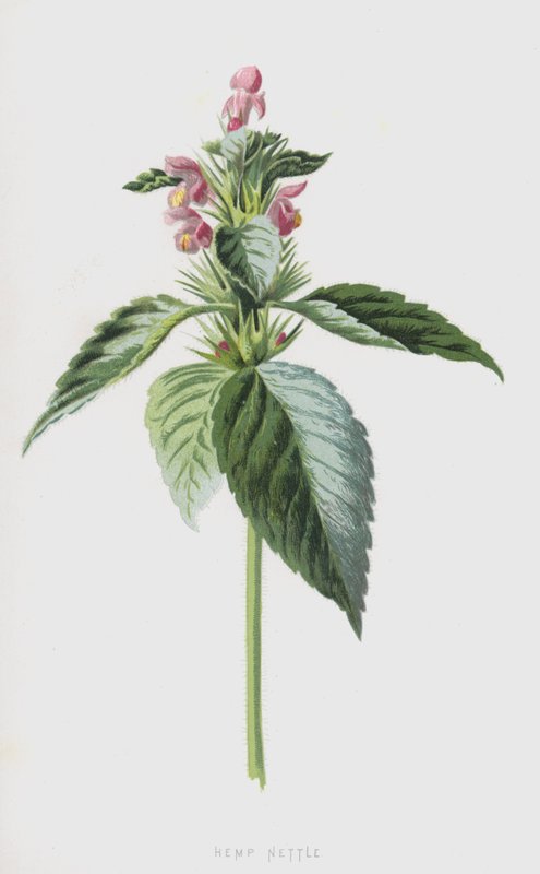Pokrzywa Konopna (chromolitho) autorstwa Frederick Edward Hulme