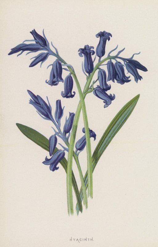 Hiacynt (chromolitho) autorstwa Frederick Edward Hulme