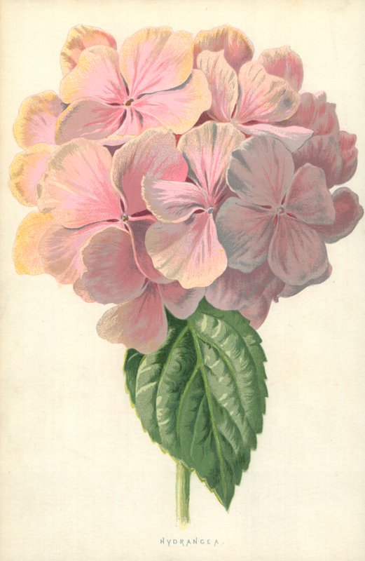 Hortensja autorstwa Frederick Edward Hulme
