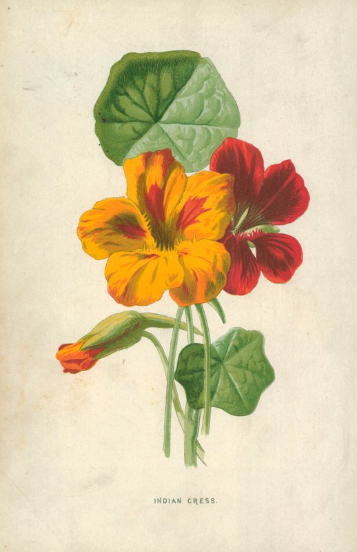rzeżucha indyjska autorstwa Frederick Edward Hulme