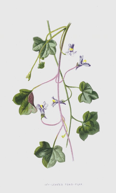 Ropucha bluszczolistna-len (chromolitho) autorstwa Frederick Edward Hulme