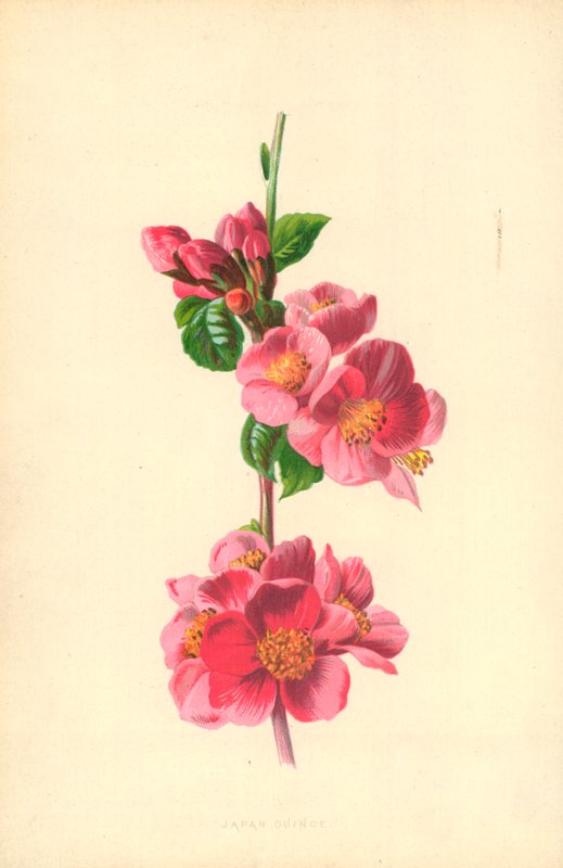 Pigwa japońska autorstwa Frederick Edward Hulme