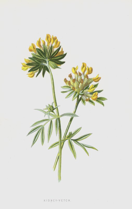 Nerka-wyka (chromolitho) autorstwa Frederick Edward Hulme