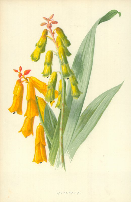 Lachenalia autorstwa Frederick Edward Hulme