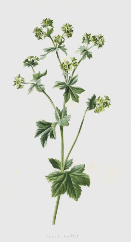 Płaszcz damski (chromolitho) autorstwa Frederick Edward Hulme