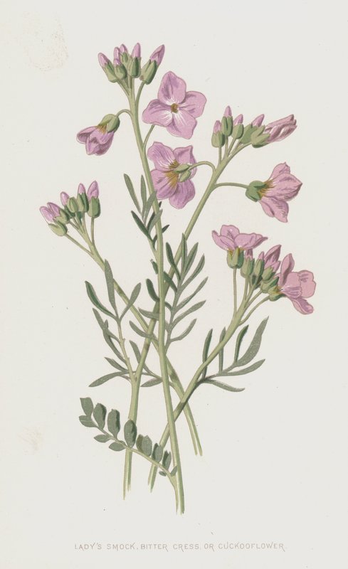 Ladys Smock, Gorzka Rzeżucha lub Cuckooflower (chromolitho) autorstwa Frederick Edward Hulme