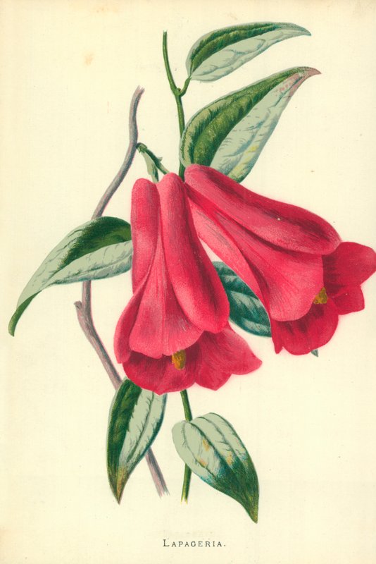 Lapageria autorstwa Frederick Edward Hulme