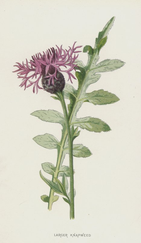 Większy Knapweed (chromolitho) autorstwa Frederick Edward Hulme