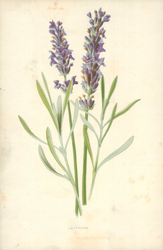 Lawenda autorstwa Frederick Edward Hulme
