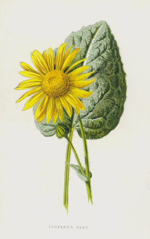 Zmora lampartów (chromolitho) autorstwa Frederick Edward Hulme