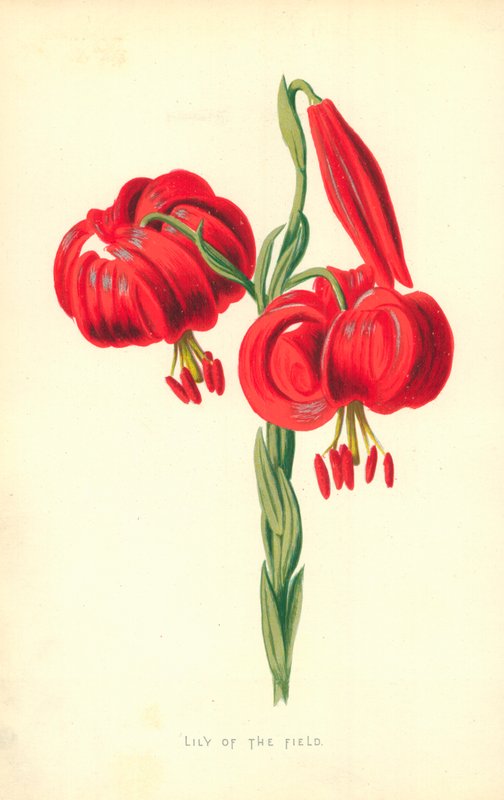 Konwalia polna autorstwa Frederick Edward Hulme
