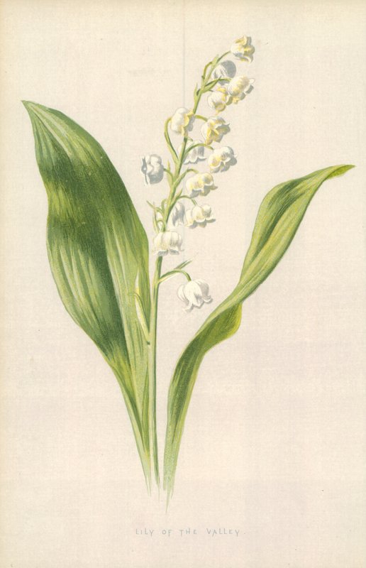 Lilia doliny autorstwa Frederick Edward Hulme