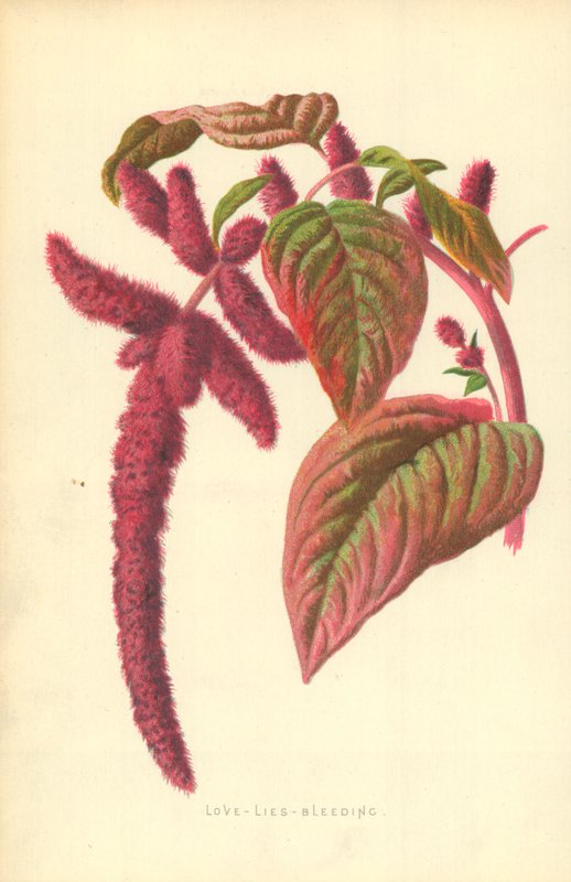 Miłość-kłamie-krwawienie autorstwa Frederick Edward Hulme