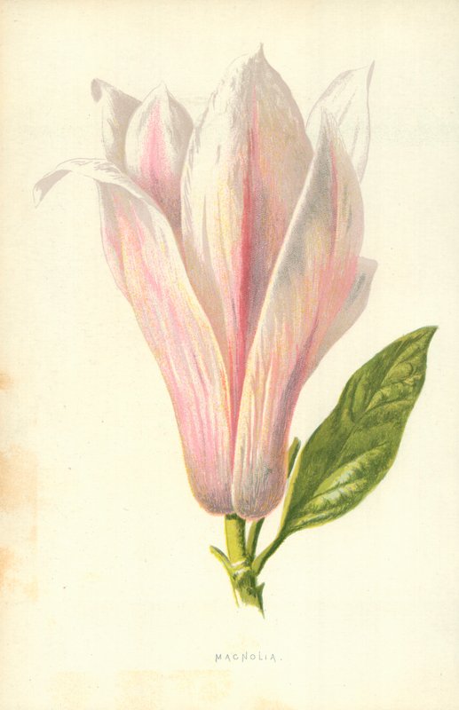Magnolia autorstwa Frederick Edward Hulme