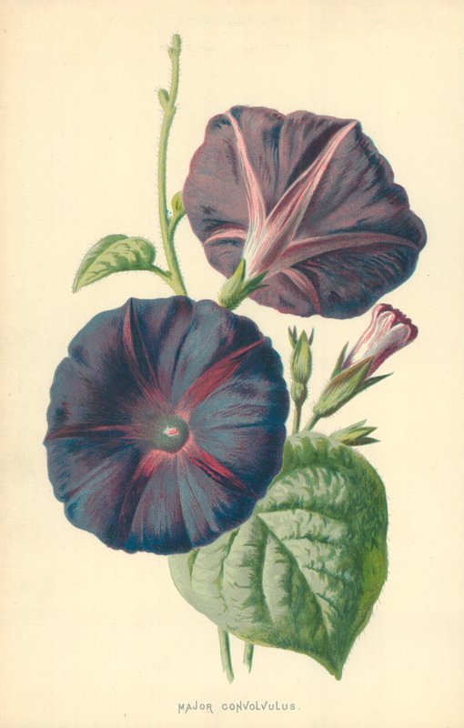 Powój główny autorstwa Frederick Edward Hulme