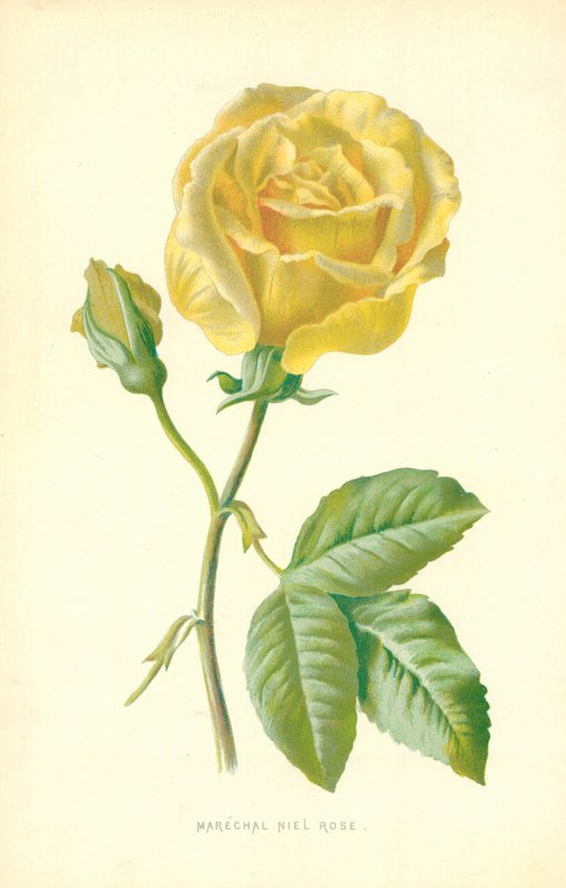 Marszałek Niel Rose autorstwa Frederick Edward Hulme