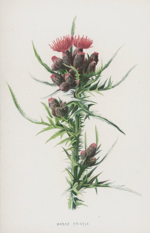 Oset błotny (chromolitho) autorstwa Frederick Edward Hulme
