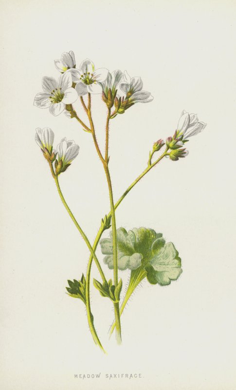 Skalnica łąkowa (chromolitho) autorstwa Frederick Edward Hulme