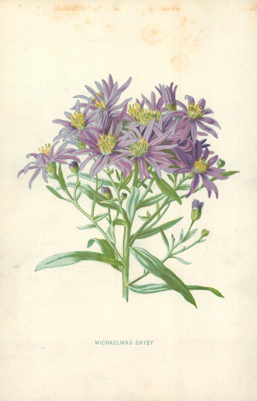 Michaelmas Daisy autorstwa Frederick Edward Hulme