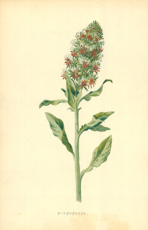 Mignonette autorstwa Frederick Edward Hulme