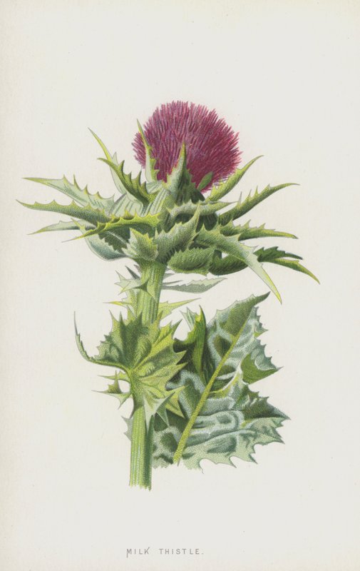 Ostropest plamisty (chromolitho) autorstwa Frederick Edward Hulme
