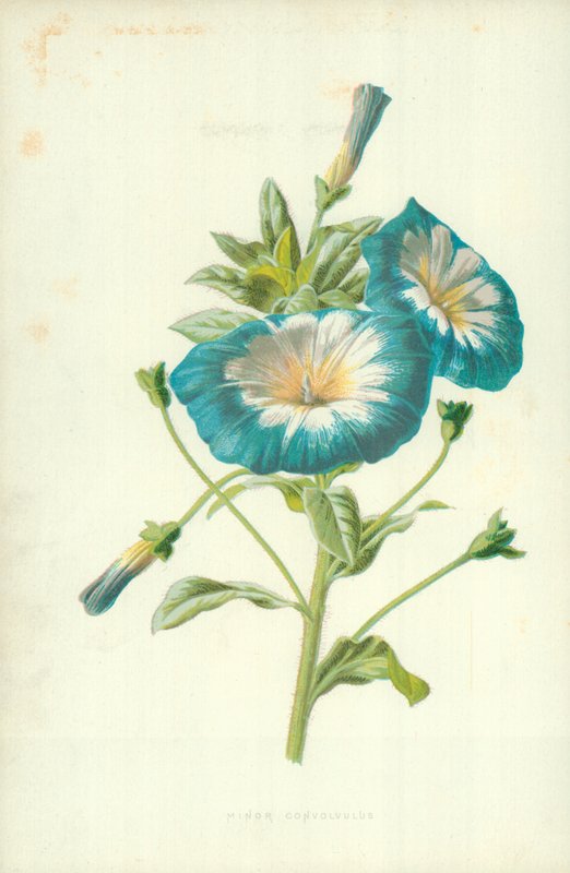 Powój mniejszy autorstwa Frederick Edward Hulme