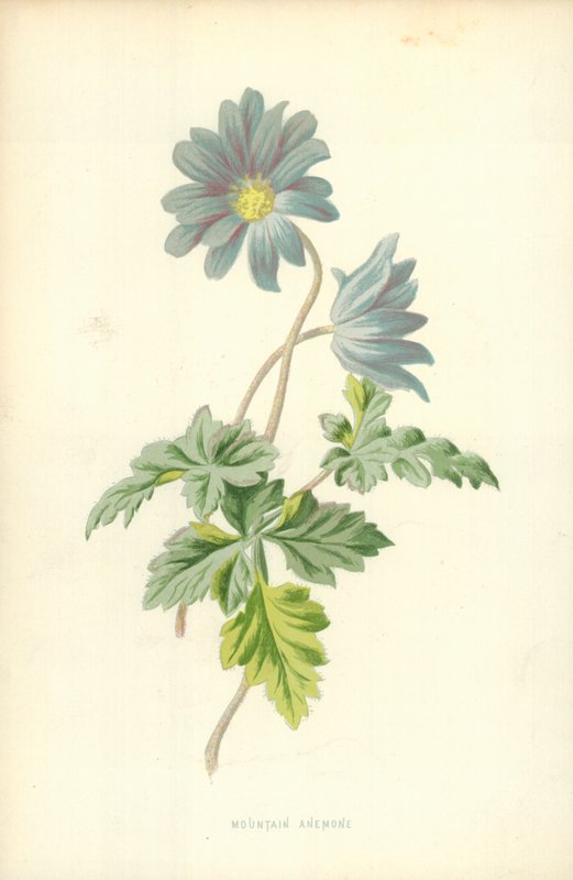 Zawilec górski autorstwa Frederick Edward Hulme