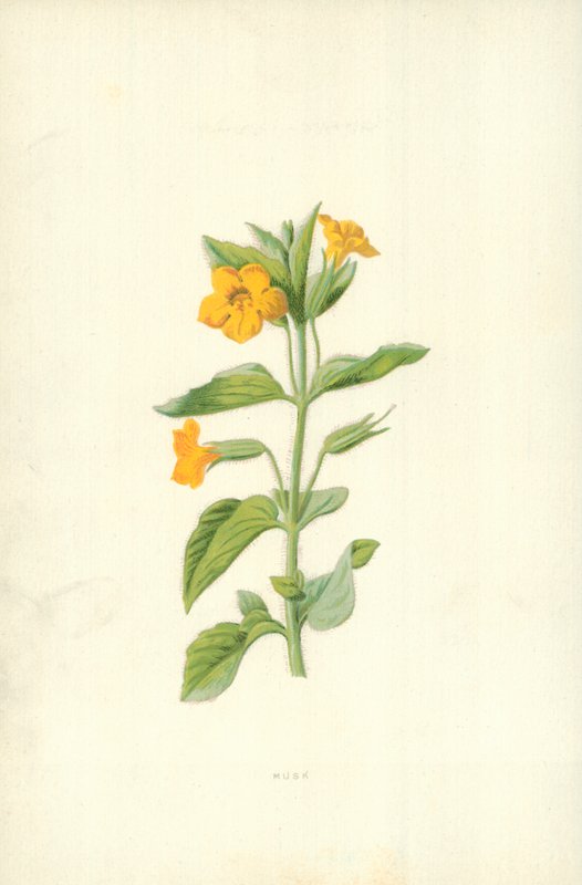 Piżmo autorstwa Frederick Edward Hulme