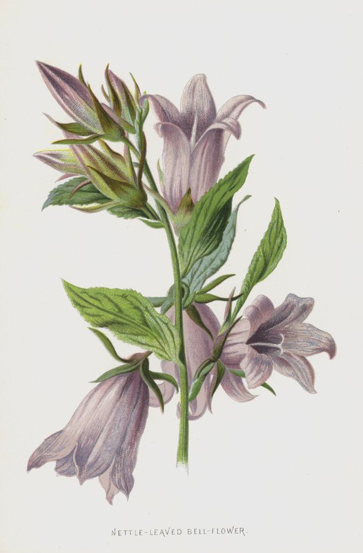 Dzwonkowaty Kwiat Pokrzywy (chromolitho) autorstwa Frederick Edward Hulme