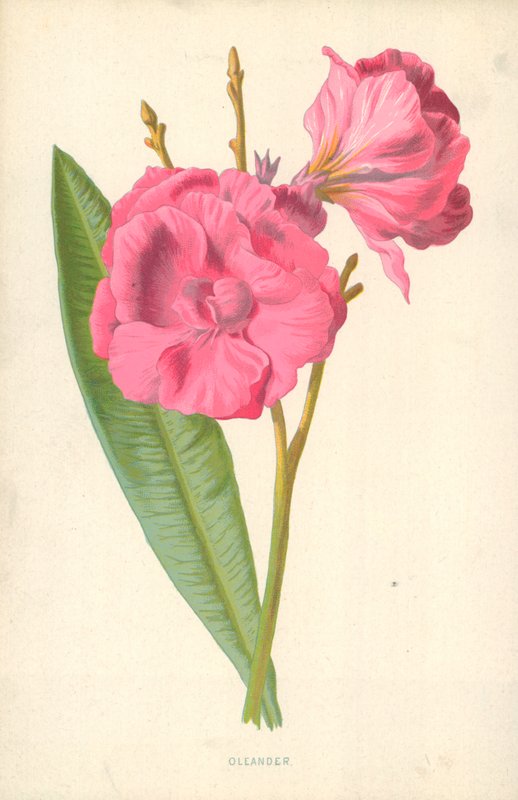 Oleander autorstwa Frederick Edward Hulme