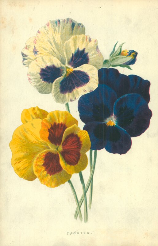 Bratki autorstwa Frederick Edward Hulme