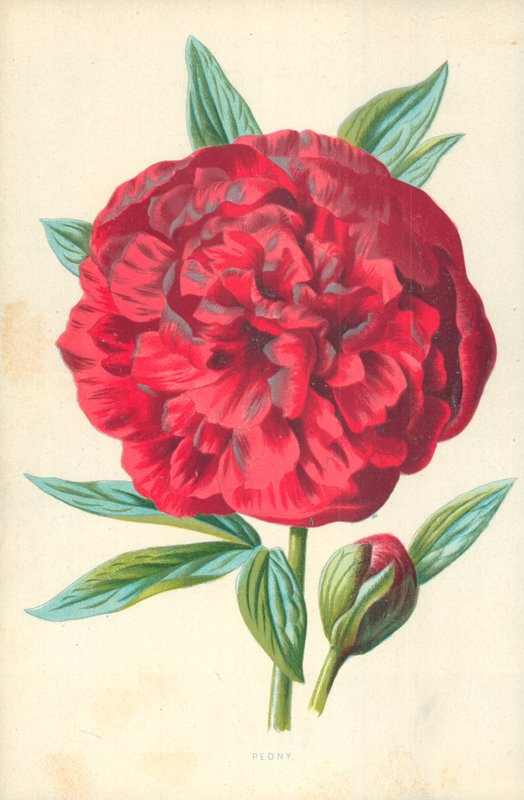 Piwonia autorstwa Frederick Edward Hulme