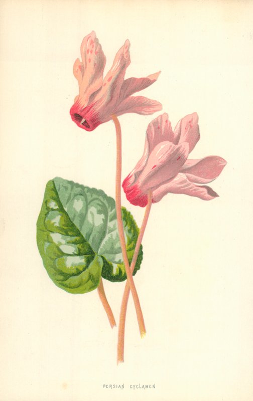 perski cyklamen autorstwa Frederick Edward Hulme