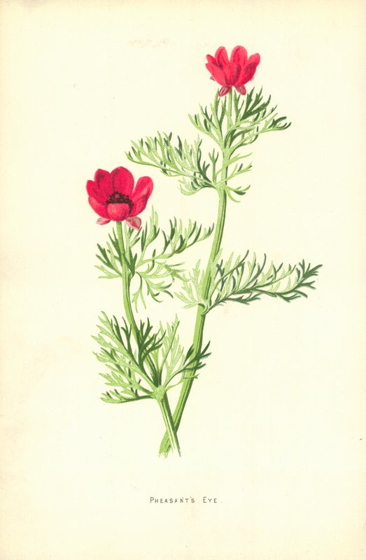 Oko bażanta autorstwa Frederick Edward Hulme